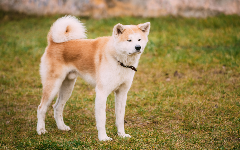 Akita- A Strong-Willed Protector