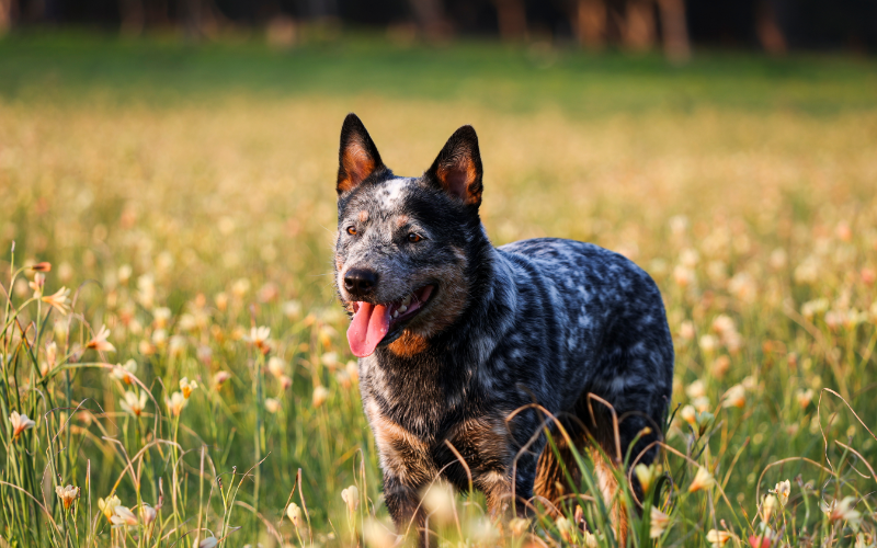 Australian Cattle Dog: A Tireless Worker