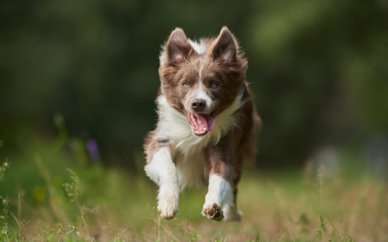 Border Collie- A Demanding Workaholic