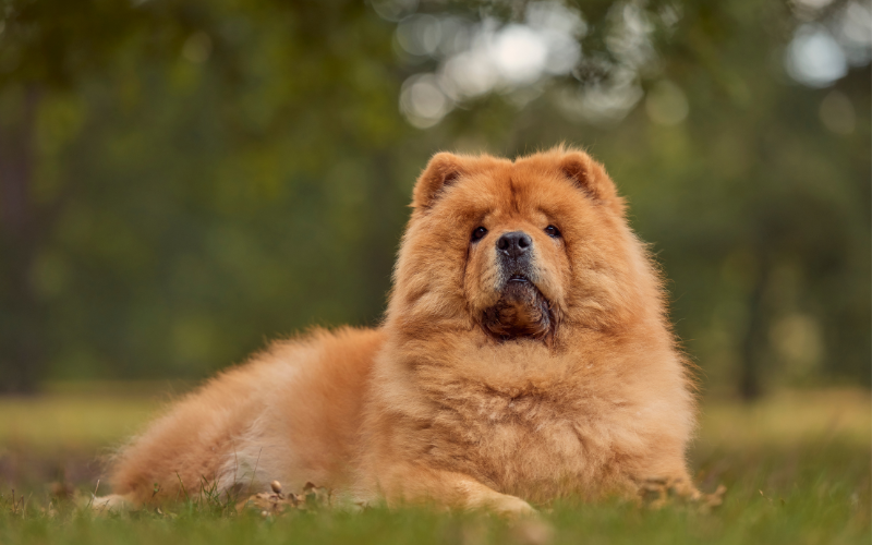 Chow Chow- A Strong and Independent Spirit