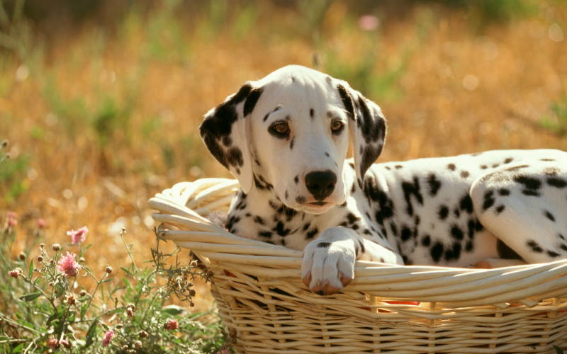 Dalmatian- A Boisterous Breed