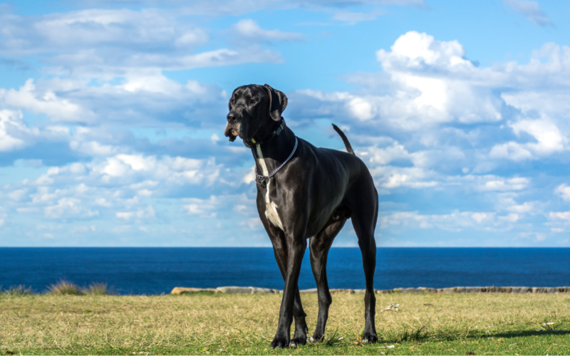 Great Dane- The Gentle Giant