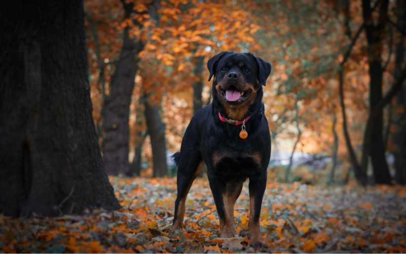 Rottweiler- Strength and Stubbornness