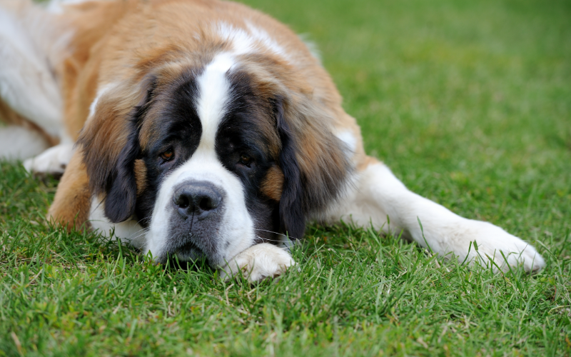 Saint Bernard- A Lovable but Massive Companion