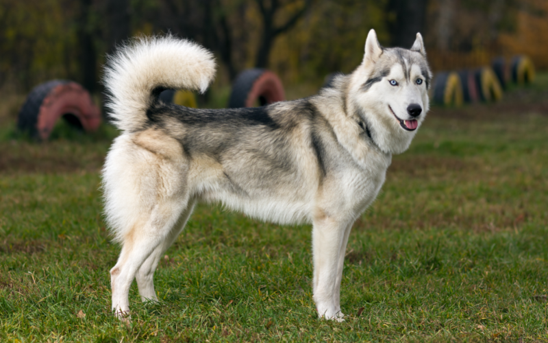 Siberian Husky- A High-Energy Breed