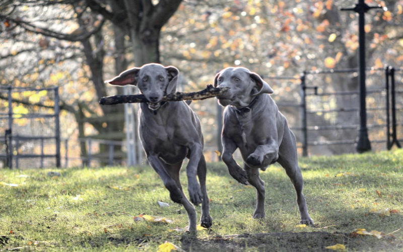 Weimaraner- A Demanding Athlete